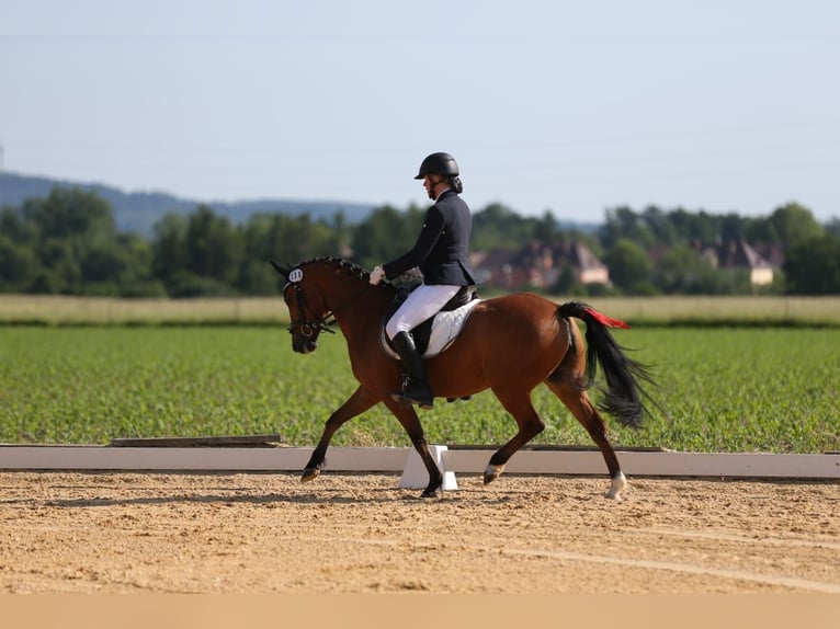 German Riding Pony Mare 7 years 14 hh Brown in Pfarrkirchen