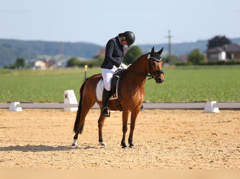 German Riding Pony Mare 7 years 14 hh Brown in Pfarrkirchen