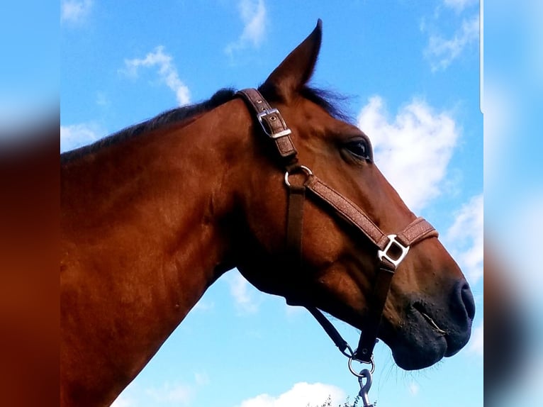 German Riding Pony Mix Mare 7 years 14 hh Brown in Berlin