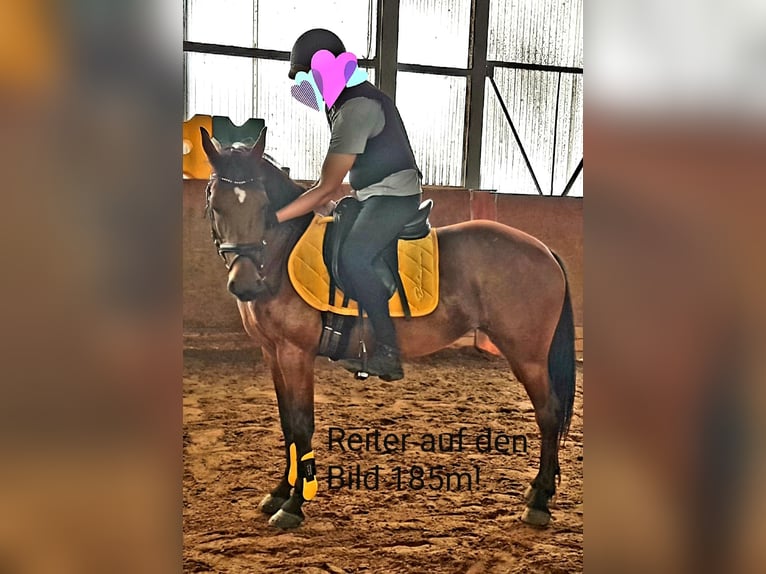 German Riding Pony Mix Mare 7 years 14 hh Brown in Berlin