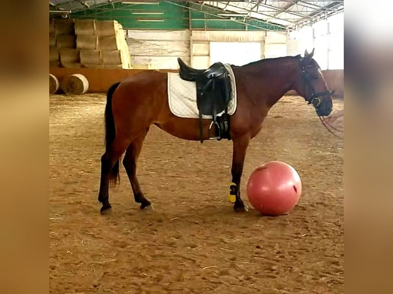 German Riding Pony Mix Mare 7 years 14 hh Brown in Berlin