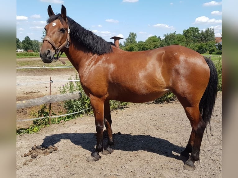 German Riding Pony Mix Mare 7 years 14 hh Brown in Berlin