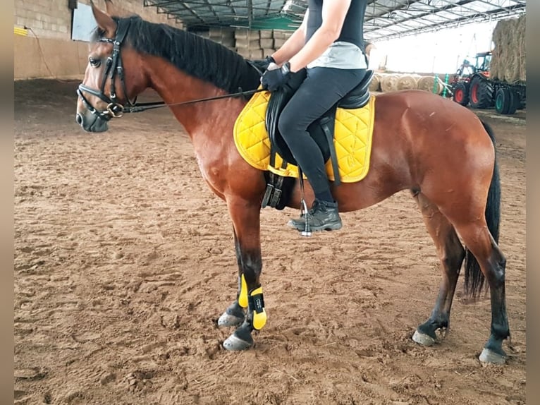 German Riding Pony Mix Mare 7 years 14 hh Brown in Berlin