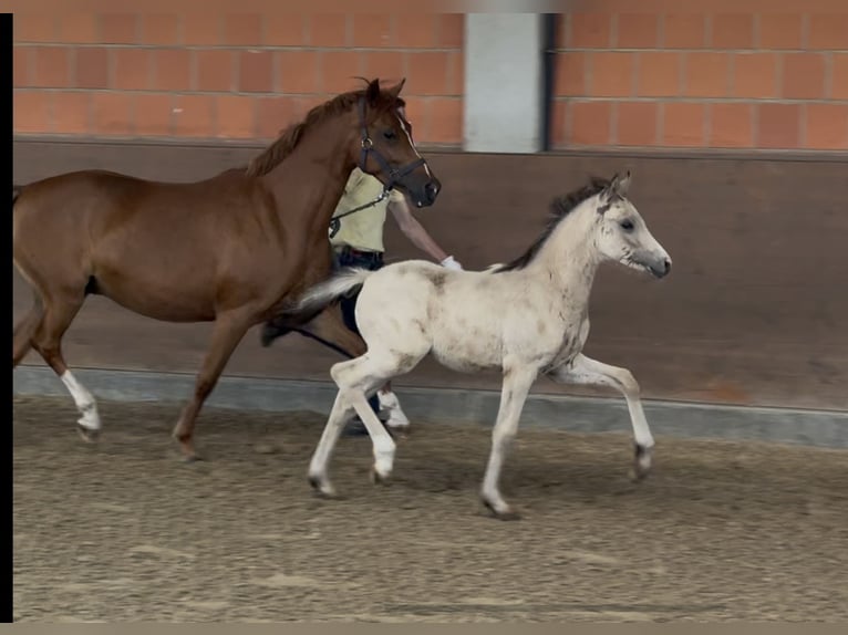 German Riding Pony Mare 7 years 14 hh Chestnut-Red in Langwedel