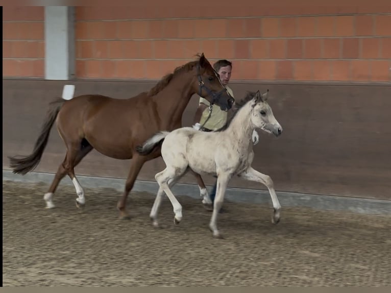 German Riding Pony Mare 7 years 14 hh Chestnut-Red in Langwedel
