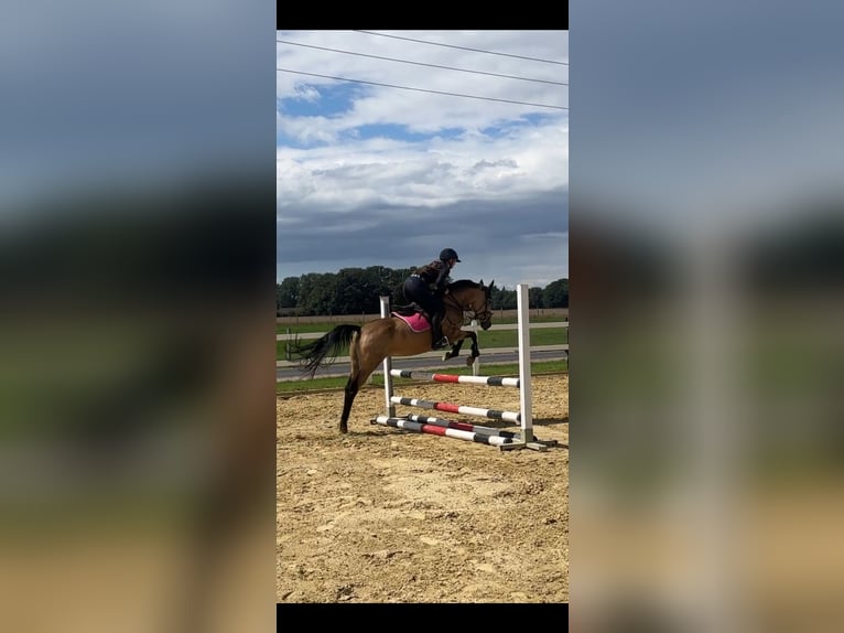 German Riding Pony Mare 7 years 14 hh Dun in Bad Laer