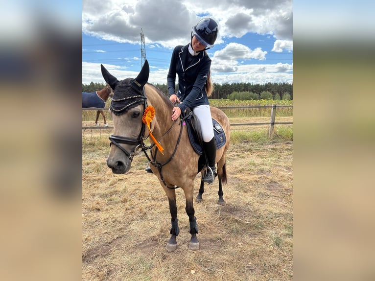 German Riding Pony Mare 7 years 14 hh Dun in Bad Laer