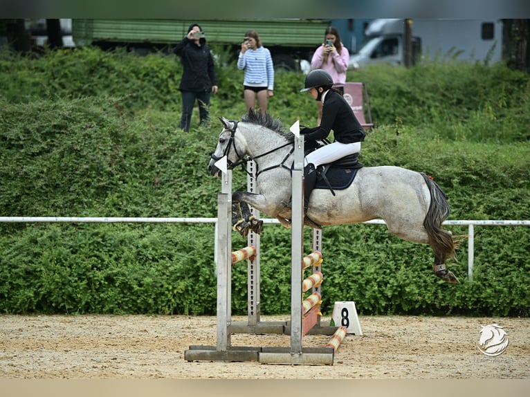 German Riding Pony Mare 7 years 14 hh Gray in Mondsee