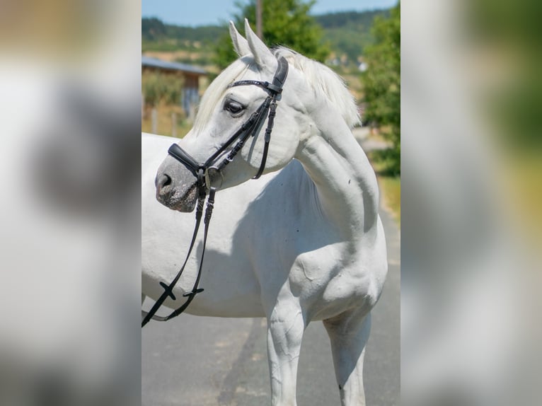 German Riding Pony Mare 7 years 14 hh Grey in Burbach