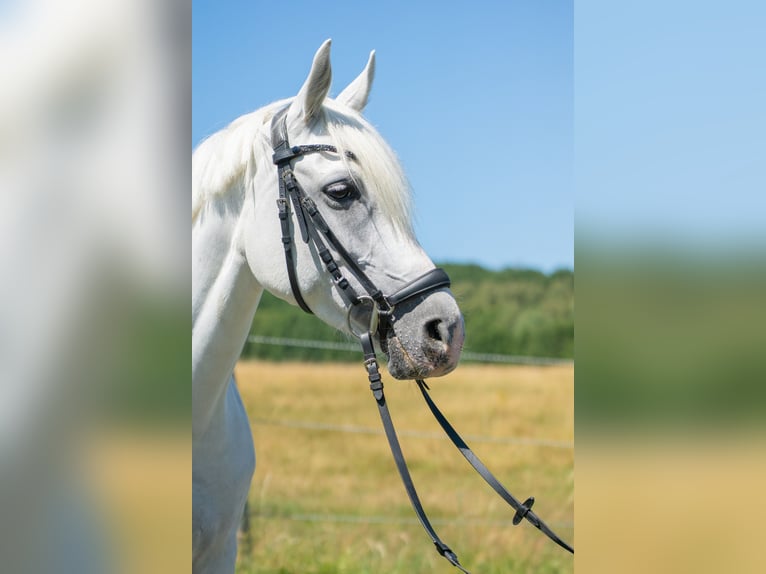German Riding Pony Mare 7 years 14 hh Grey in Burbach
