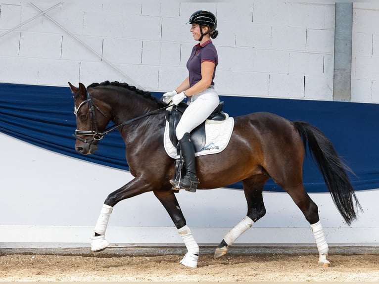 German Riding Pony Mare 7 years 14,1 hh Bay-Dark in Marsberg