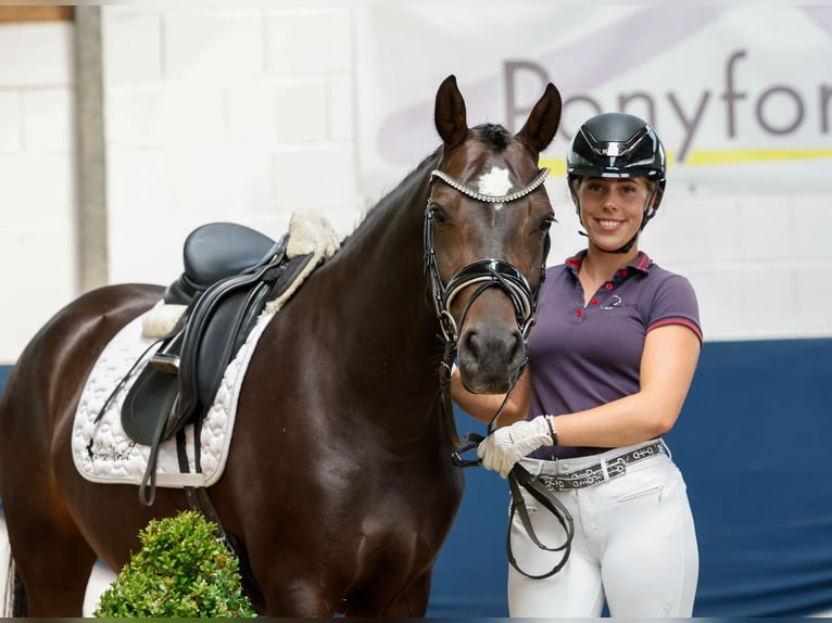 German Riding Pony Mare 7 years 14,1 hh Bay-Dark in Marsberg
