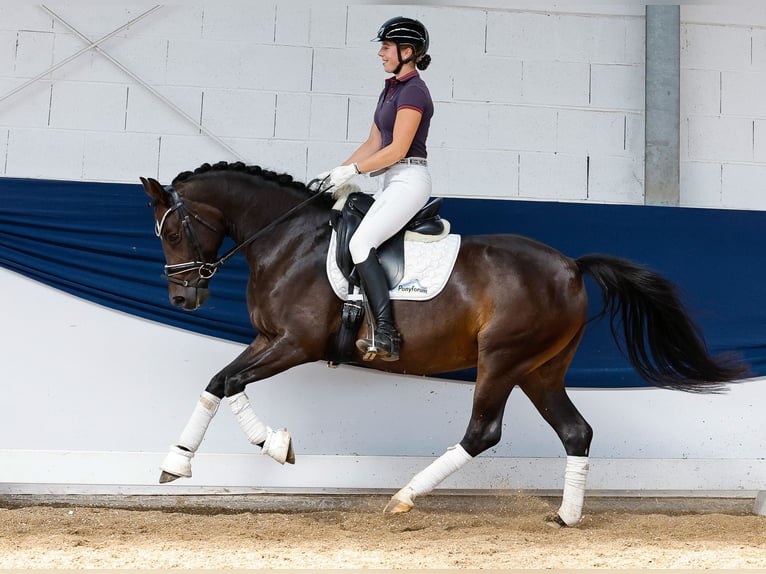 German Riding Pony Mare 7 years 14,1 hh Bay-Dark in Marsberg