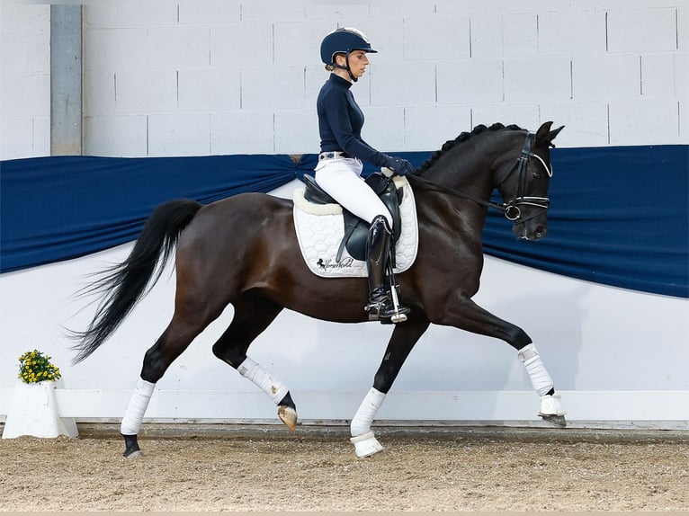 German Riding Pony Mare 7 years 14,1 hh Black in Marsberg