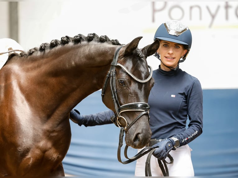 German Riding Pony Mare 7 years 14,1 hh Black in Marsberg