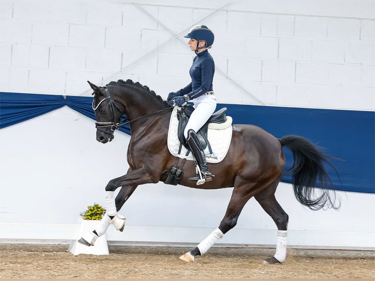 German Riding Pony Mare 7 years 14,1 hh Black in Marsberg