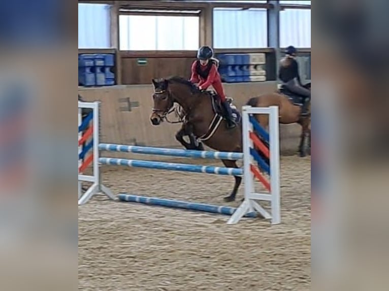 German Riding Pony Mix Mare 7 years 14,1 hh Brown in Burgdorf
