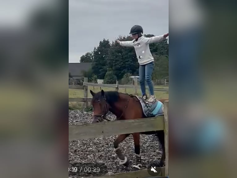 German Riding Pony Mix Mare 7 years 14,1 hh Brown in Burgdorf