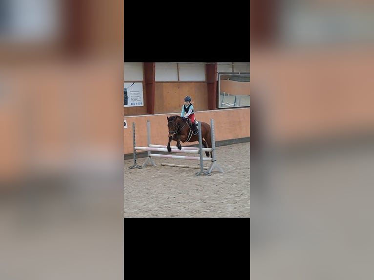 German Riding Pony Mix Mare 7 years 14,1 hh Brown in Burgdorf