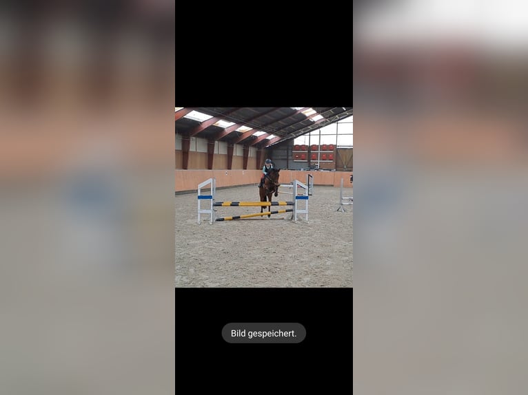 German Riding Pony Mix Mare 7 years 14,1 hh Brown in Burgdorf
