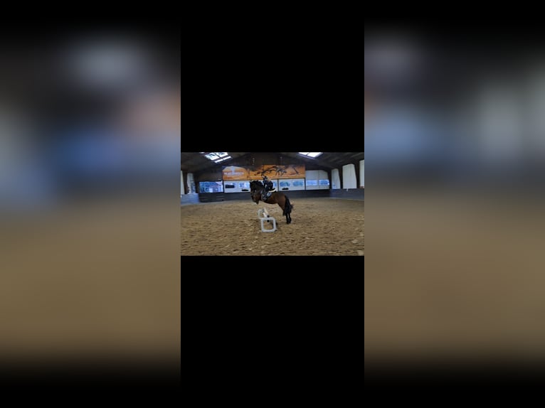 German Riding Pony Mix Mare 7 years 14,1 hh Brown in Burgdorf