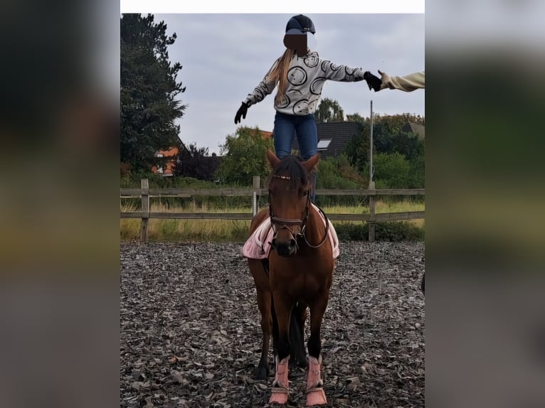 German Riding Pony Mix Mare 7 years 14,1 hh Brown in Burgdorf