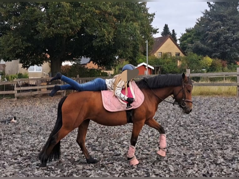 German Riding Pony Mix Mare 7 years 14,1 hh Brown in Burgdorf