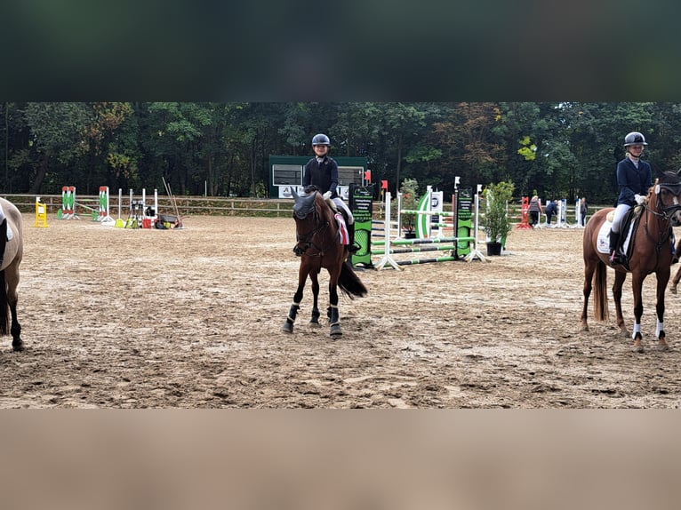 German Riding Pony Mix Mare 7 years 14,1 hh Brown in Burgdorf