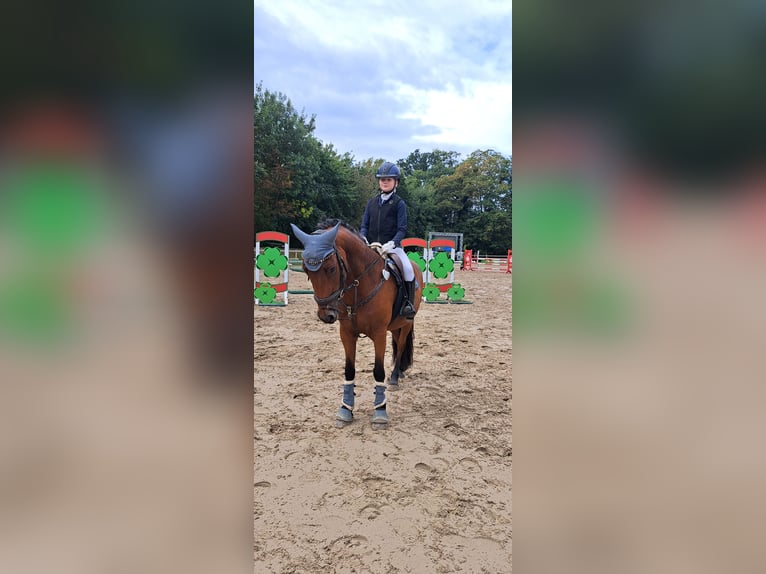 German Riding Pony Mix Mare 7 years 14,1 hh Brown in Burgdorf