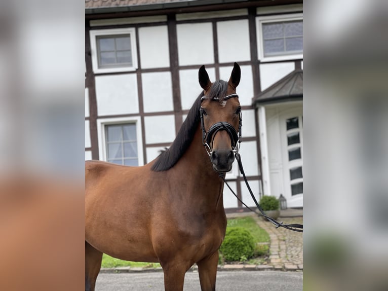German Riding Pony Mare 7 years 14,1 hh Brown in Waltrop