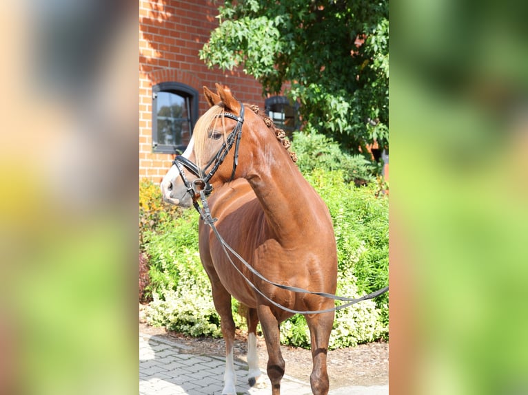 German Riding Pony Mare 7 years 14,1 hh Chestnut in Stuhr