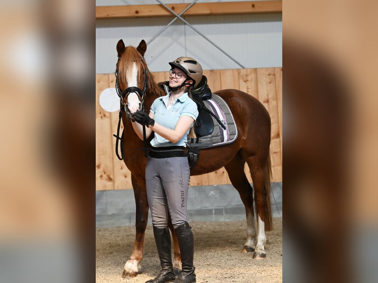 German Riding Pony Mare 7 years 14,1 hh Chestnut in Stuhr