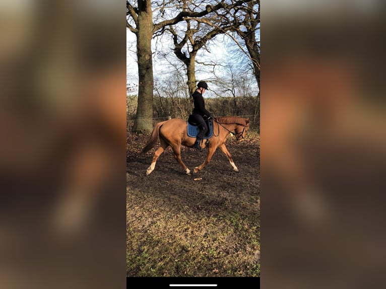 German Riding Pony Mare 7 years 14,1 hh Chestnut-Red in Bleckede
