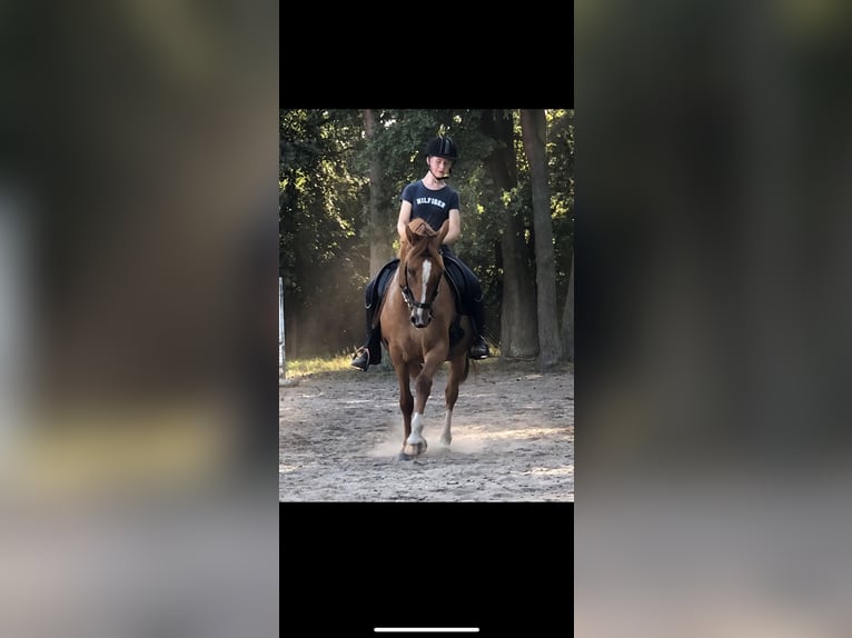 German Riding Pony Mare 7 years 14,1 hh Chestnut-Red in Bleckede