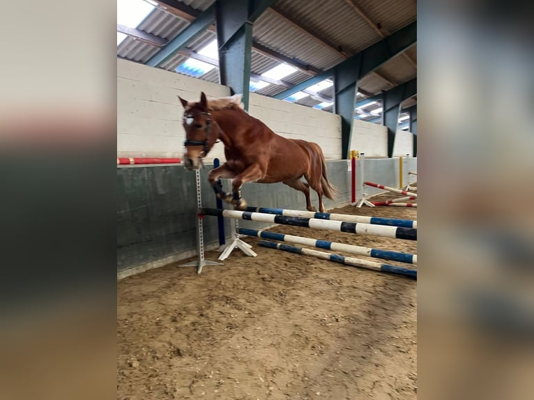 German Riding Pony Mix Mare 7 years 14,1 hh Chestnut-Red in Ortona