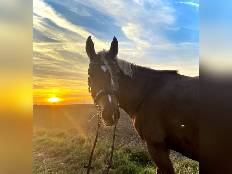 German Riding Pony Mix Mare 7 years 14,1 hh Chestnut-Red in Ortona