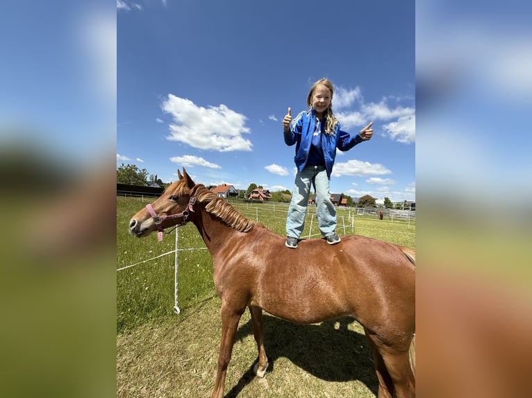 German Riding Pony Mare 7 years 14,1 hh Chestnut-Red in Korbach