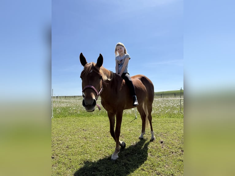 German Riding Pony Mare 7 years 14,1 hh Chestnut-Red in Korbach