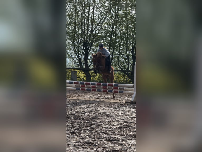 German Riding Pony Mare 7 years 14,1 hh Chestnut-Red in Korbach