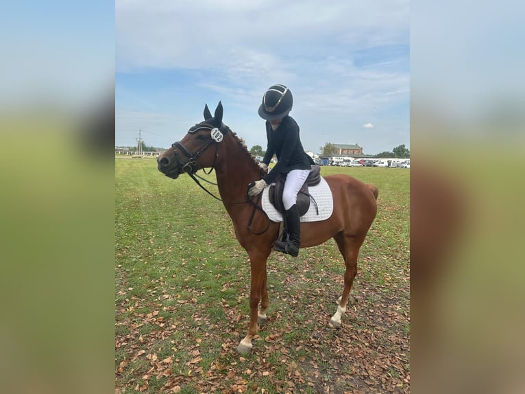 German Riding Pony Mare 7 years 14,1 hh Chestnut-Red in L&#x119;dziny