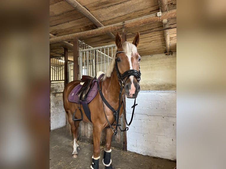 German Riding Pony Mare 7 years 14,1 hh Chestnut in Ostercappeln