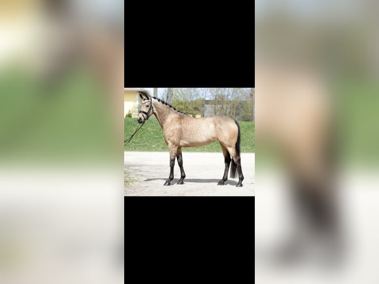 German Riding Pony Mare 7 years 14,1 hh Dun in Graben-Neudorf