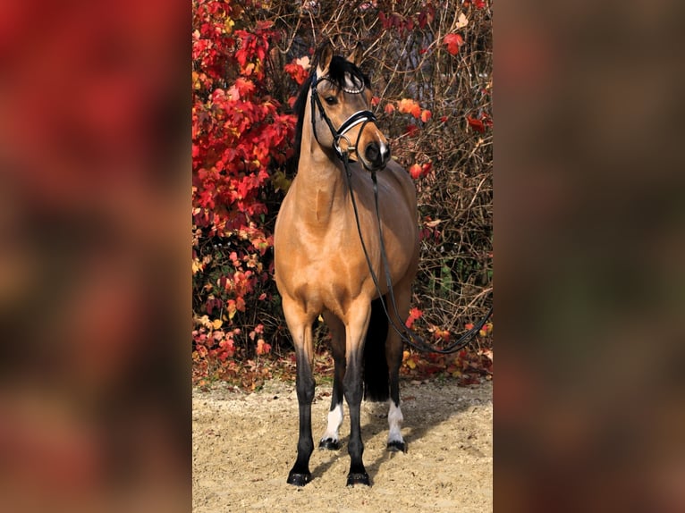 German Riding Pony Mare 7 years 14,1 hh Dun in Rehburg-Loccum Münchehagen