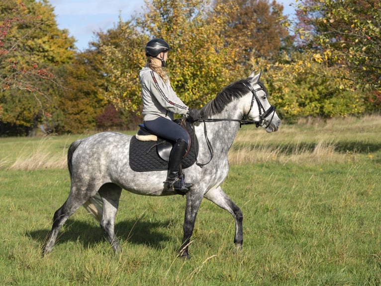 German Riding Pony Mare 7 years 14,1 hh Grey-Dapple in Kalletal