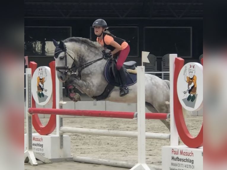 German Riding Pony Mare 7 years 14,1 hh Grey-Dapple in Kalletal