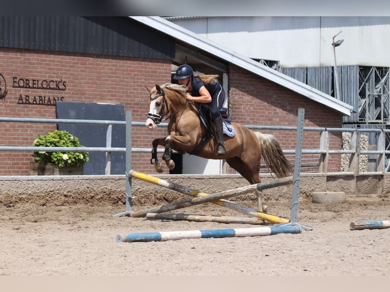 German Riding Pony Mare 7 years 14,1 hh Palomino in Nieuwkoop