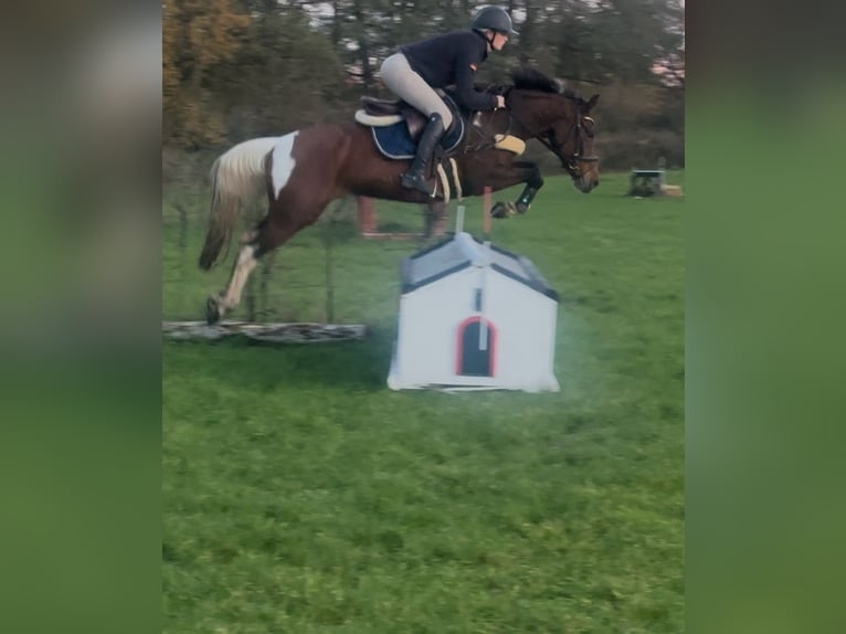 German Riding Pony Mare 7 years 14,1 hh Pinto in Osnabrück