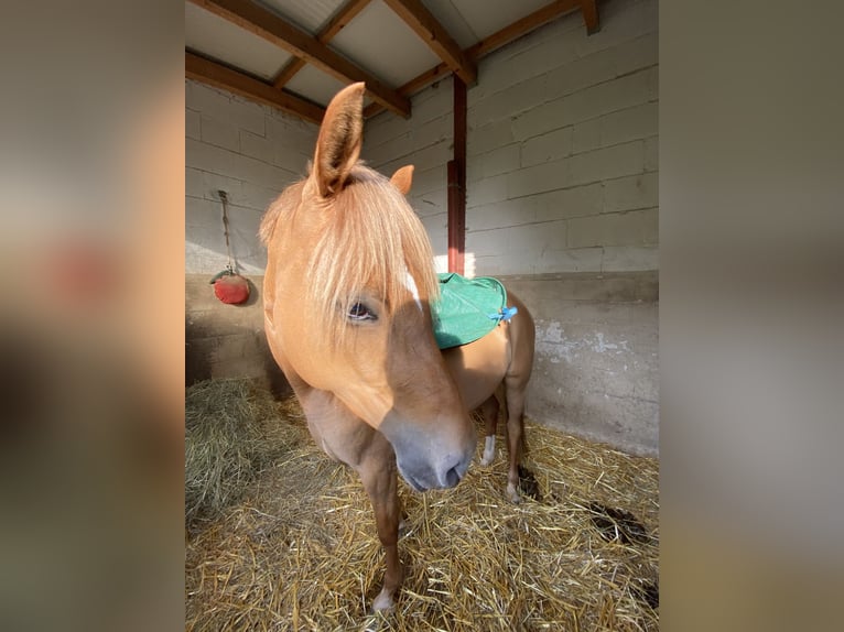 German Riding Pony Mare 7 years 14,1 hh Red Dun in Badbergen