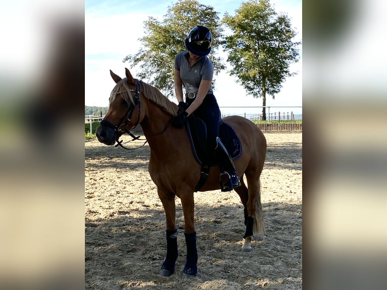 German Riding Pony Mare 7 years 14,1 hh Red Dun in Badbergen