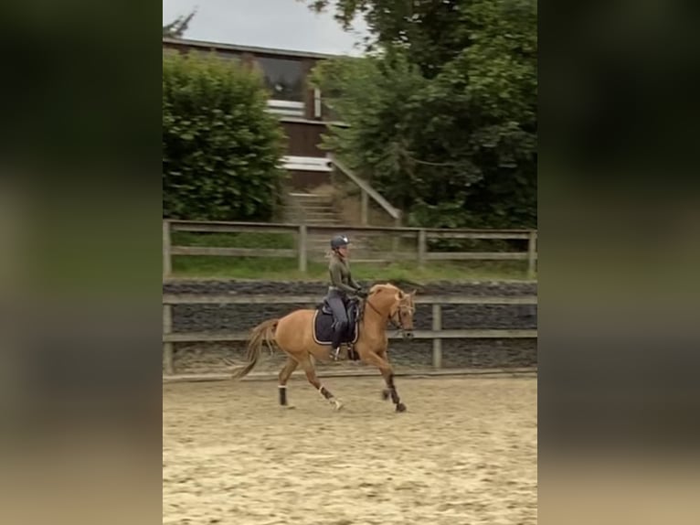 German Riding Pony Mare 7 years 14,1 hh Red Dun in Badbergen